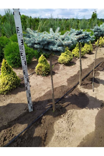 Ель колючая Глаука Глобоза (штамб)